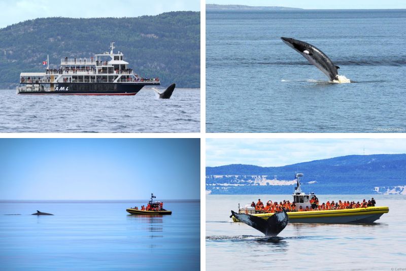 whale watching near Quebec City
