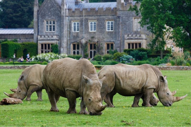 Cotswold Wildlife Park, Oxford