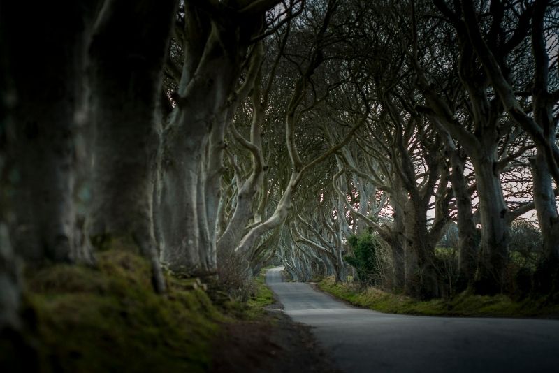 Dark Hedges, Belfast