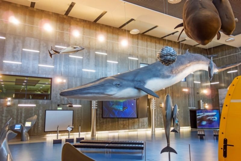 Museo delle balene di Madeira
