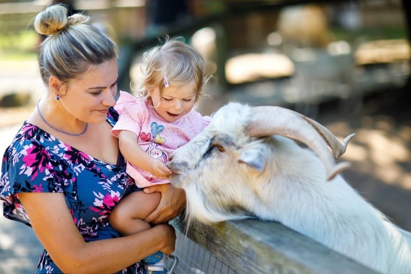 Piglets Adventure Farm, York
