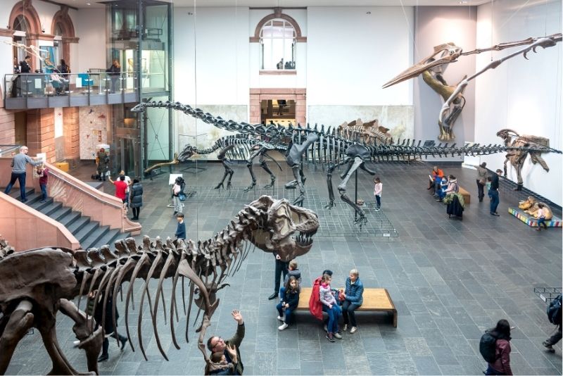 Senckenberg Natural History Museum, Frankfurt