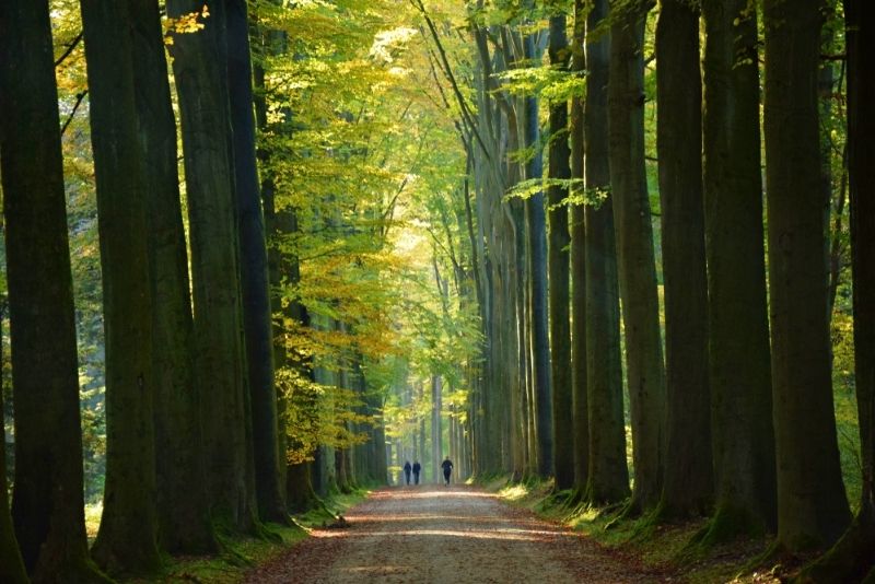 Sonian Forest, Brüssel