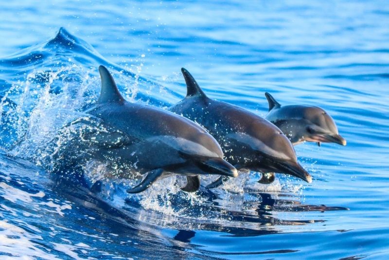 dolphin watching in Madeira