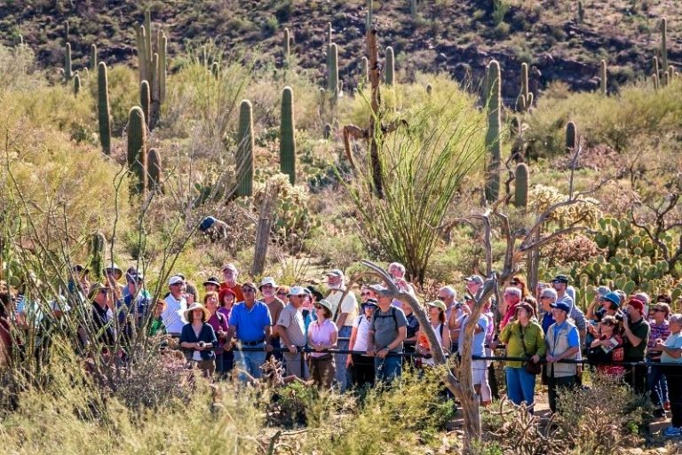 59 Fun Things To Do In Tucson, Arizona - TourScanner