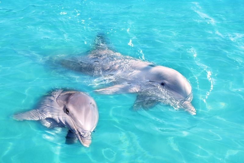 Dolphin Research Center, Marathon, Florida Keys