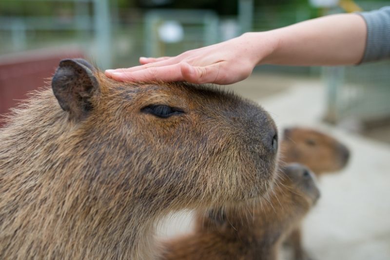 pet lover capybara funny cute capybaras petting animals pet illustration  pet accessories pet costume em 2023