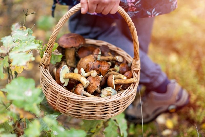 foraging tours in Asheville