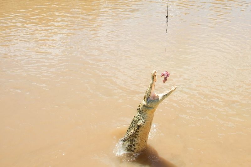 jumping crocodile cruises in Darwin