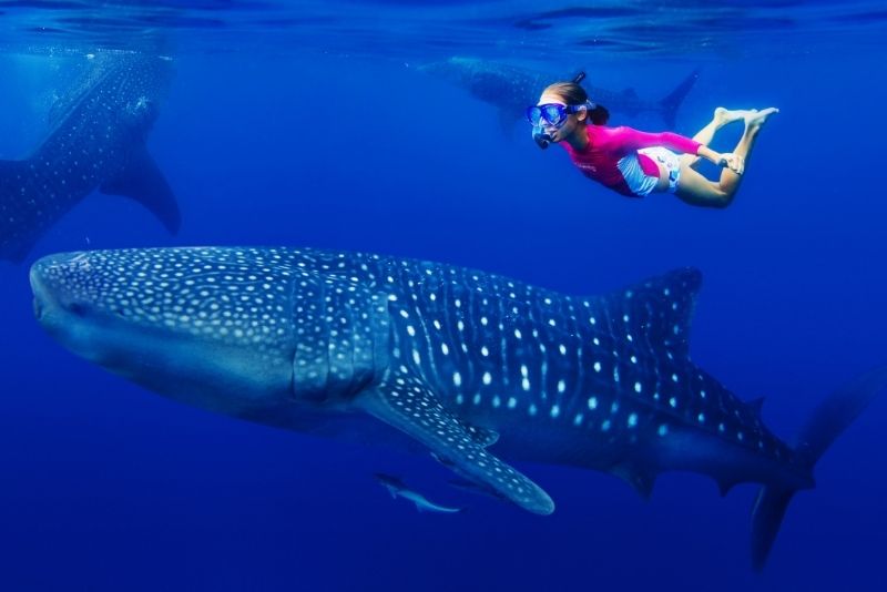 whale shark snorkeling