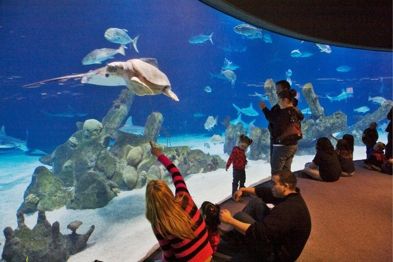 ABQ BioPark Aquarium, Albuquerque