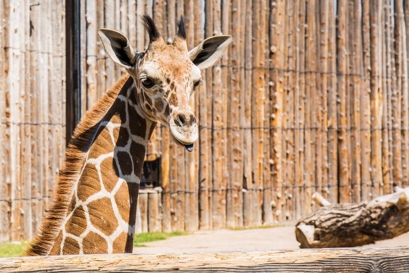 ABQ Biopark Zoo, Albuquerque