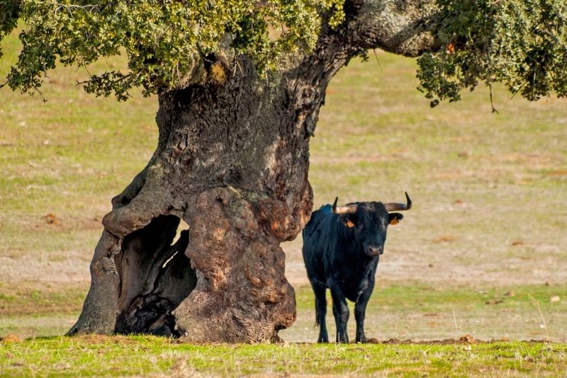 Bull Breeding Farm tour from Seville