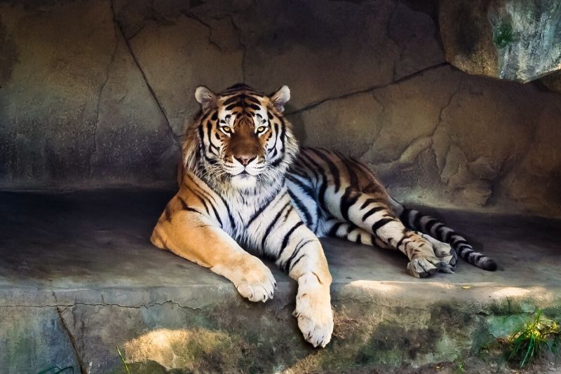 Cincinnati Zoo's white tigers inspire Bengals jersey design