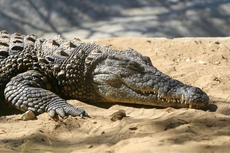 Krokodilpark, Malaga