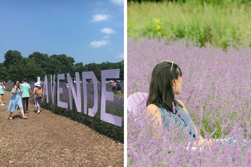 East Marion Lavender Farm, Long Island