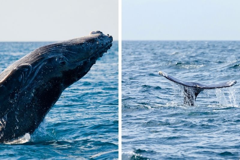 Long Island whale-watching