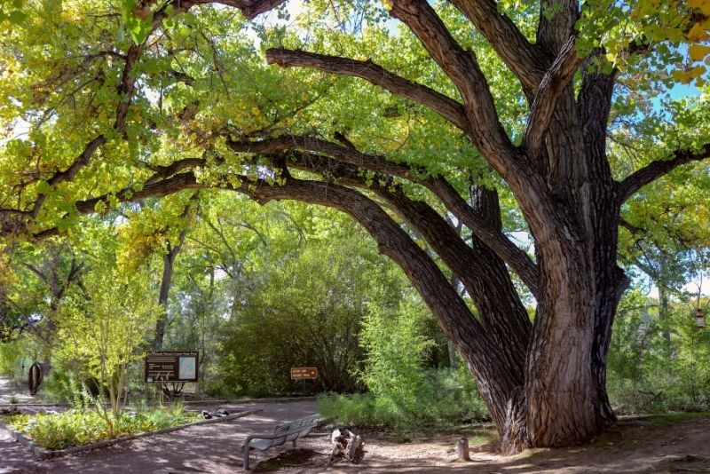 Rio Grande Valley State Park, Albuquerque