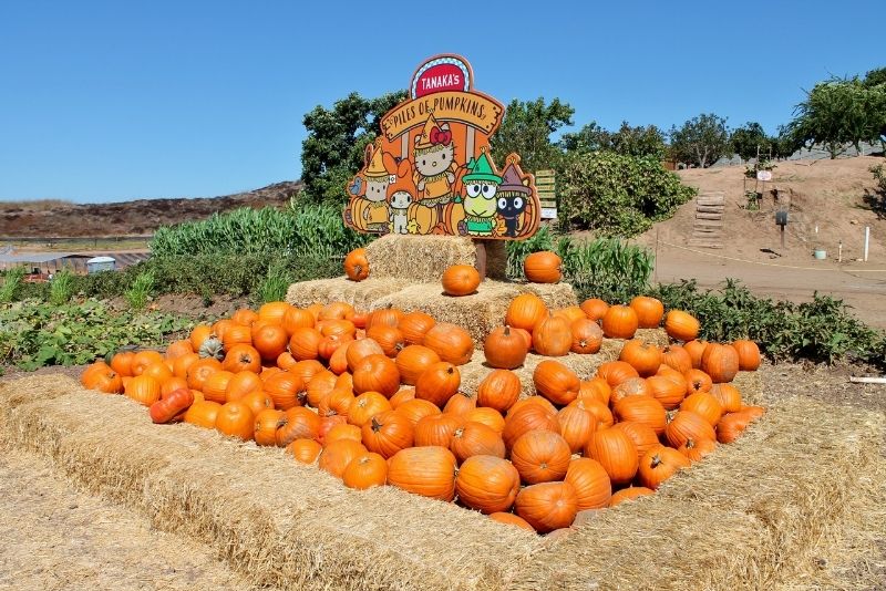 68 Fun Things to Do in Orange County, California - TourScanner