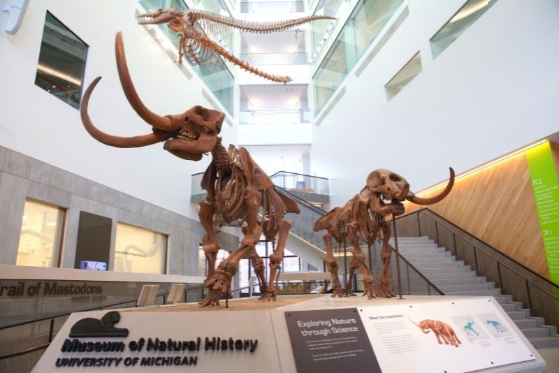 University of Michigan Museum of Natural History, Ann Arbor