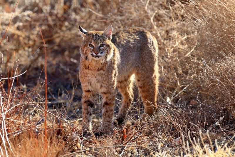 Wildlife West Nature Park, Albuquerque