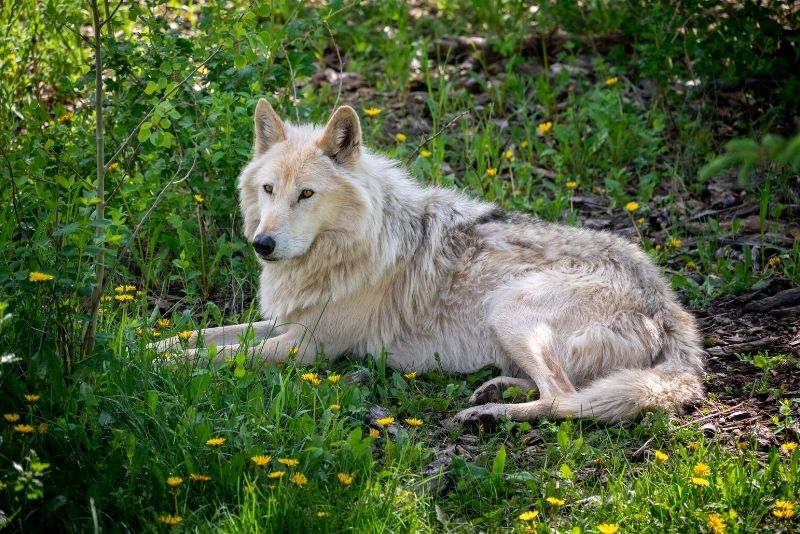 Yamnuska Wolfdog Sanctuary, Calgary