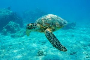 53 Fun Things to do in Bora Bora, French Polynesia - TourScanner