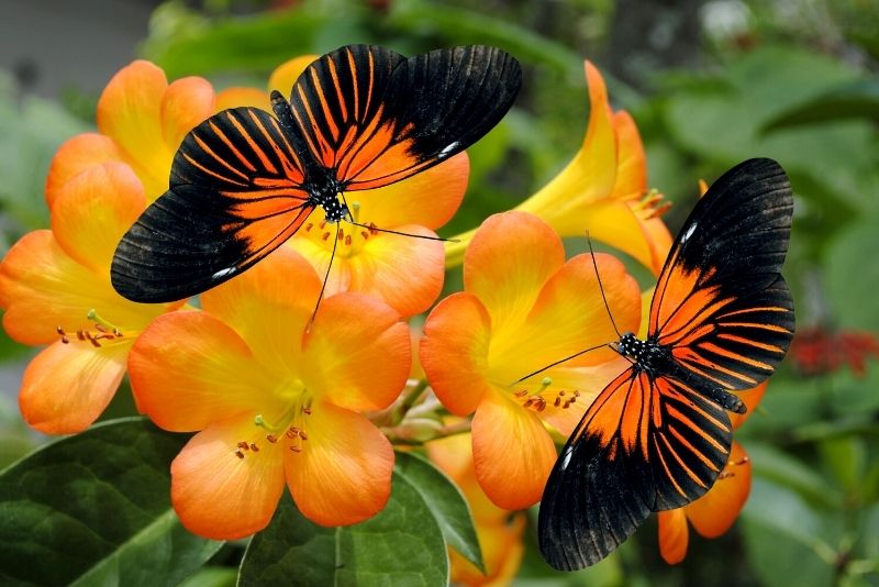 Butterfly World, Coconut Creek, Florida