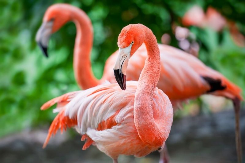 The Flamingo Wildlife Habitat, Las Vegas Strip