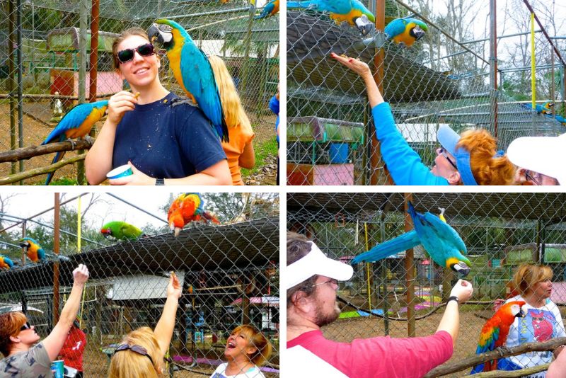 Uncle Sandy’s Macaw Bird Park, Pensacola