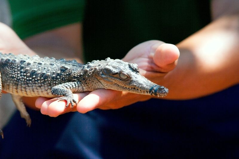 Alligator & Wildlife Discovery Center, Florida