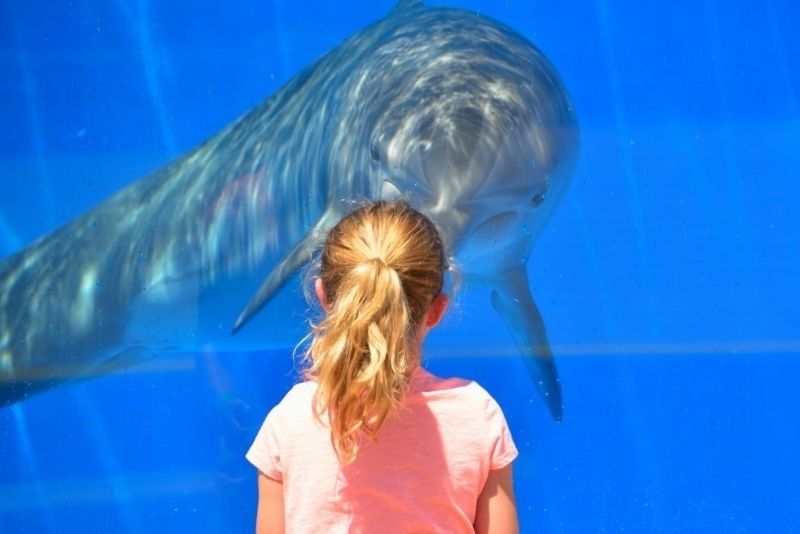 Clearwater Marine Aquarium, Florida