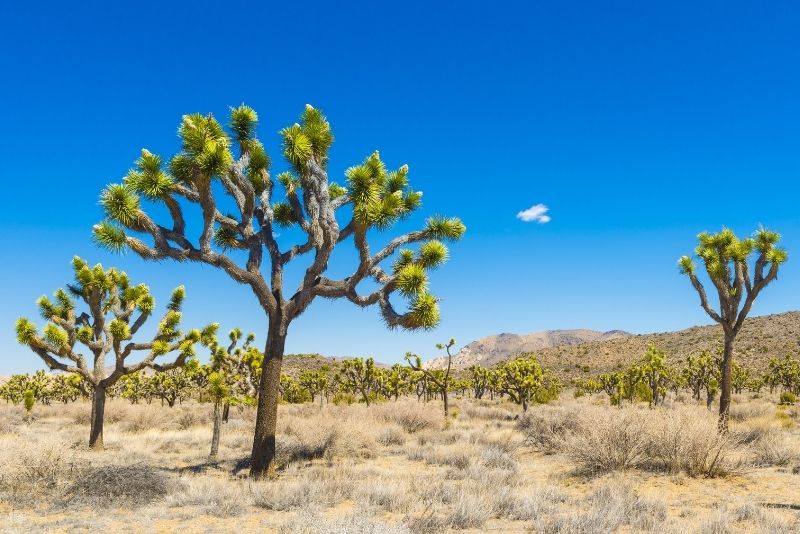 Joshua Tree National Park, California