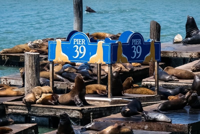 Big boy' sea lion spotted on San Francisco's Pier 39