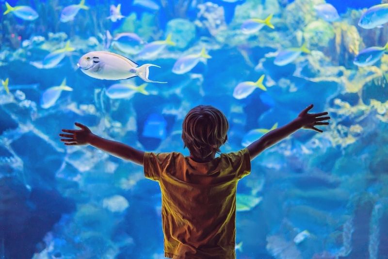 Hawaii Mom Blog: Visit Minneapolis: SEA LIFE Aquarium at Mall of America