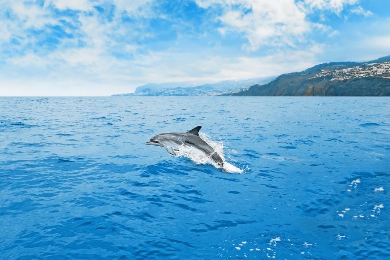 dolphin watching tours in Corpus Christi