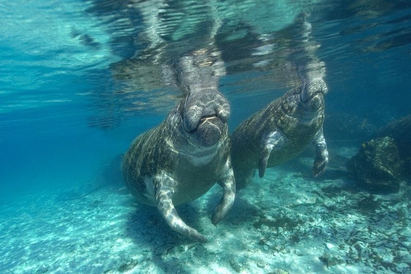 manatees at Coffee Pot Bayou, Florida