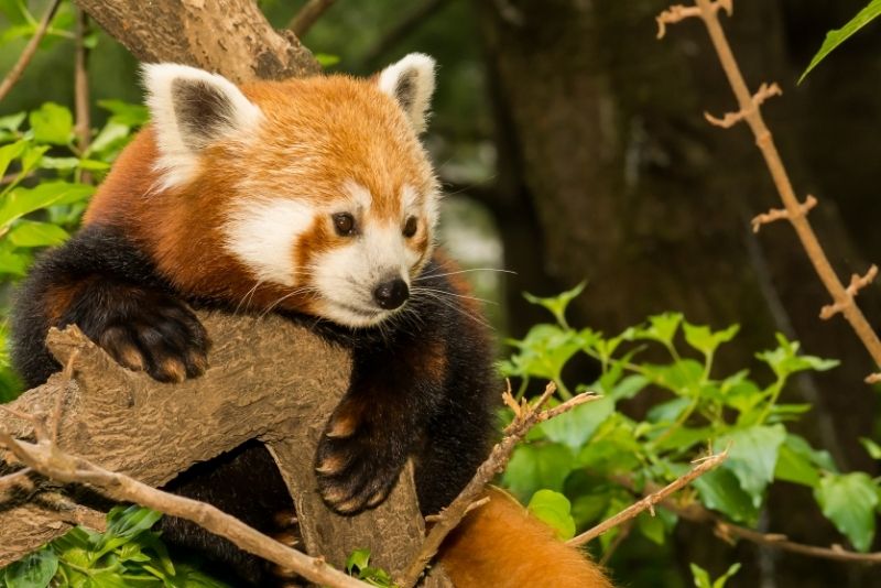 Central Park Zoo, New York City