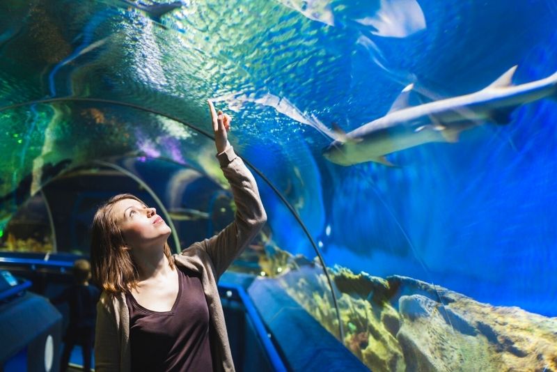 Shedd Aquarium, Chicago