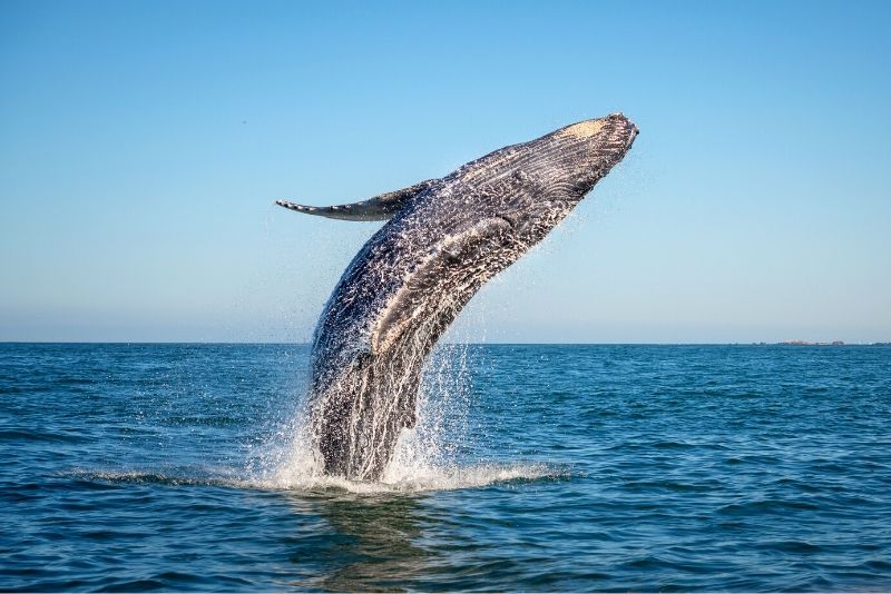 Whale Watching in Long Beach, Los Angeles