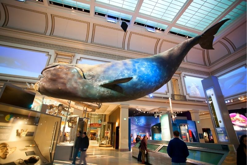 Do-It-Yourself Exhibits  Smithsonian National Museum of Natural