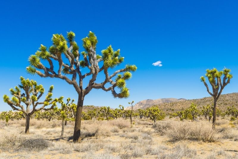 Joshua Tree National Park