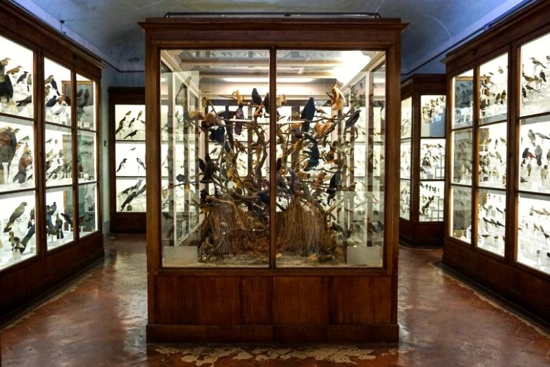 La Specola, Florence