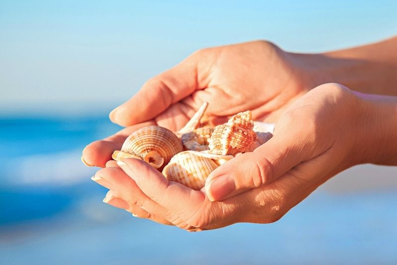shelling tours in Marco Island