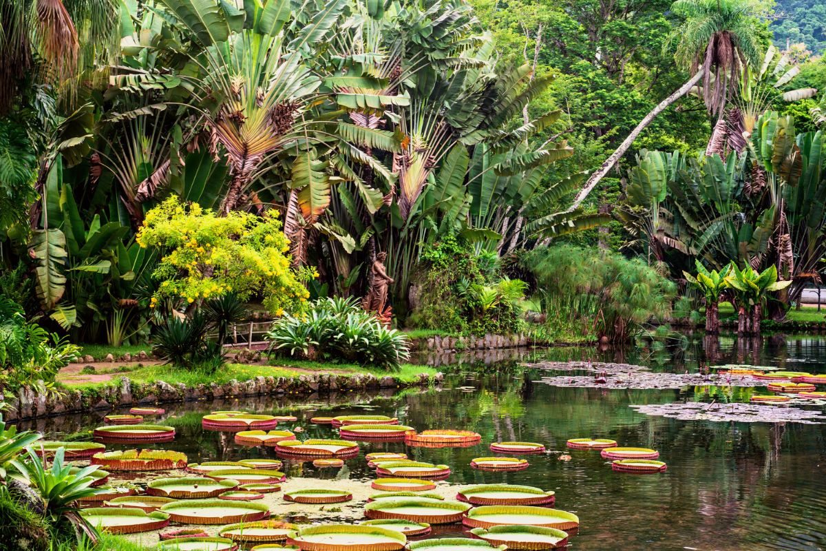 Botanical Garden, Rio de Janeiro