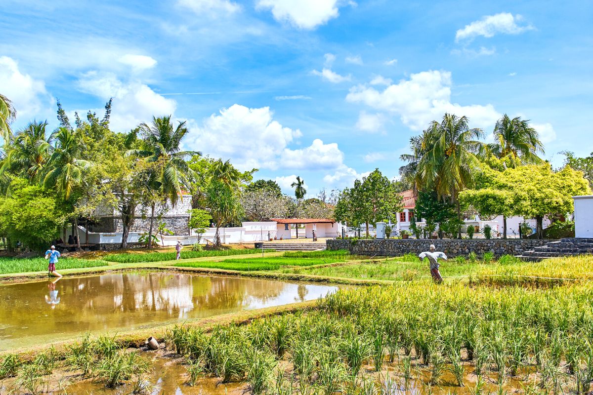 Laman Padi Rice Garden, Langkawi