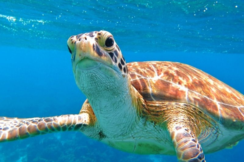 National Marine Park boat tour, Zakynthos