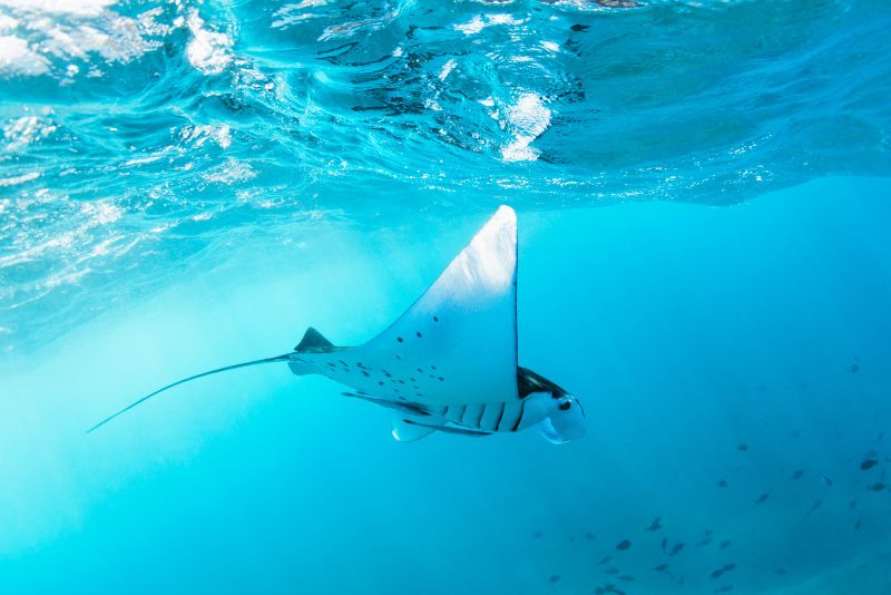 diving with manta rays in Nusa Penida