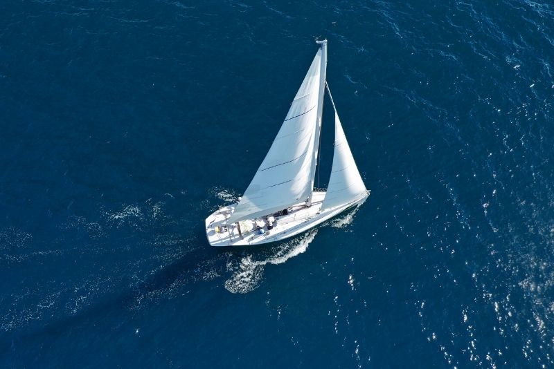 dolphin and whale watching in Madeira