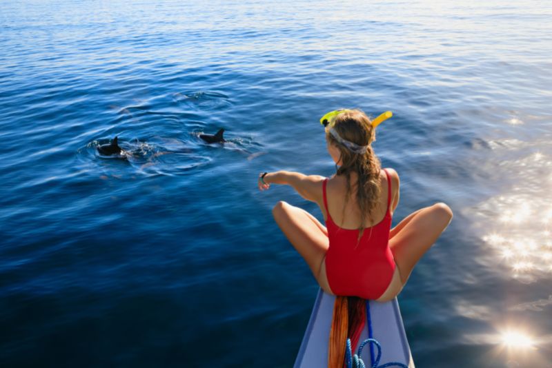 dolphin watching in Lovina, North Bali